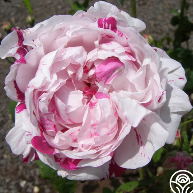 Variegata di Bologna