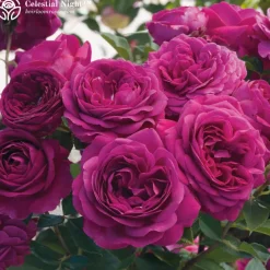 Vibrant Bouquet Collection