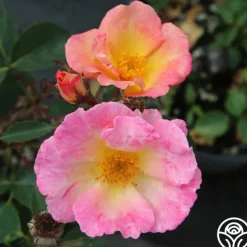 Watercolors Home Run®