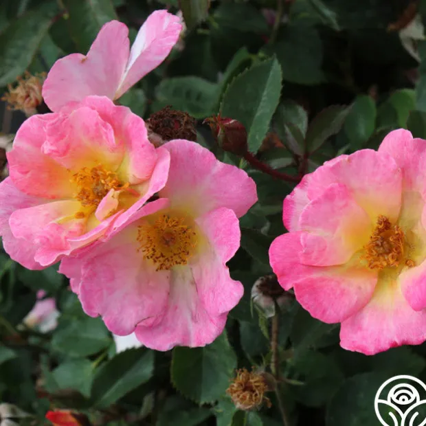 Watercolors Home Run®