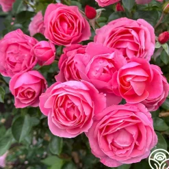 William P.J. McCarthy™