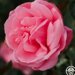 William P.J. McCarthy™