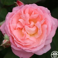 Windsor Castle Wedding™