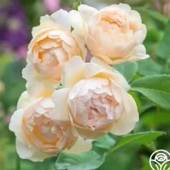 Wollerton Old Hall™