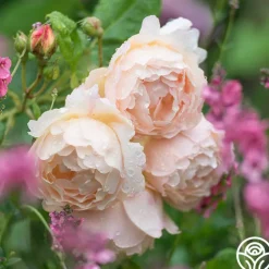 Wollerton Old Hall™