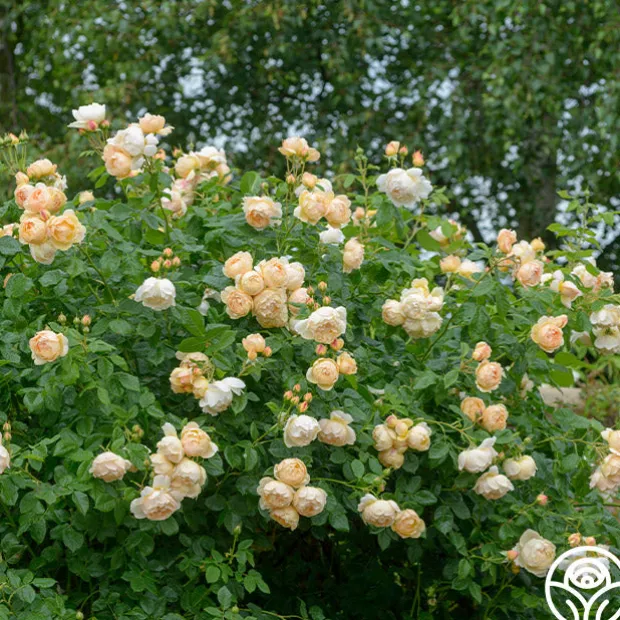 Wollerton Old Hall™