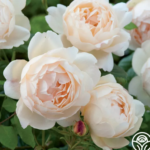 Wollerton Old Hall™