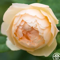 Wollerton Old Hall™