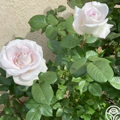 World War II Memorial Rose™